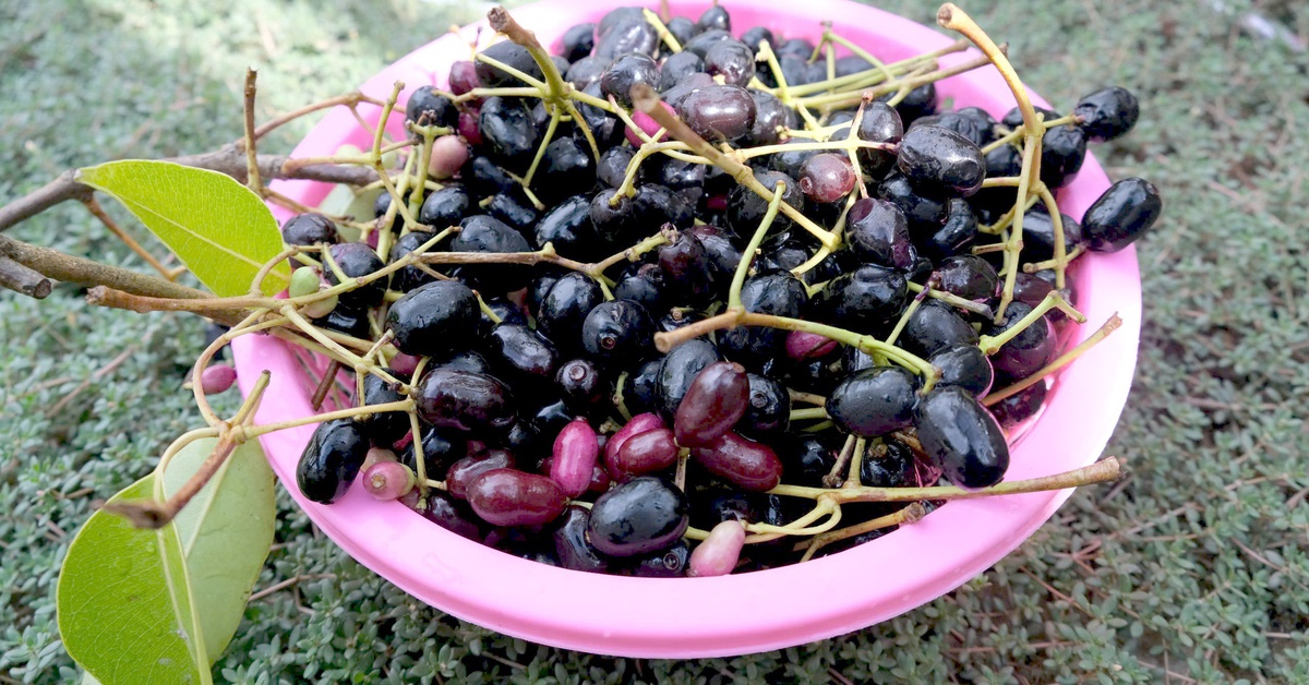 Thương nhớ những mùa trâm chín miền Tây