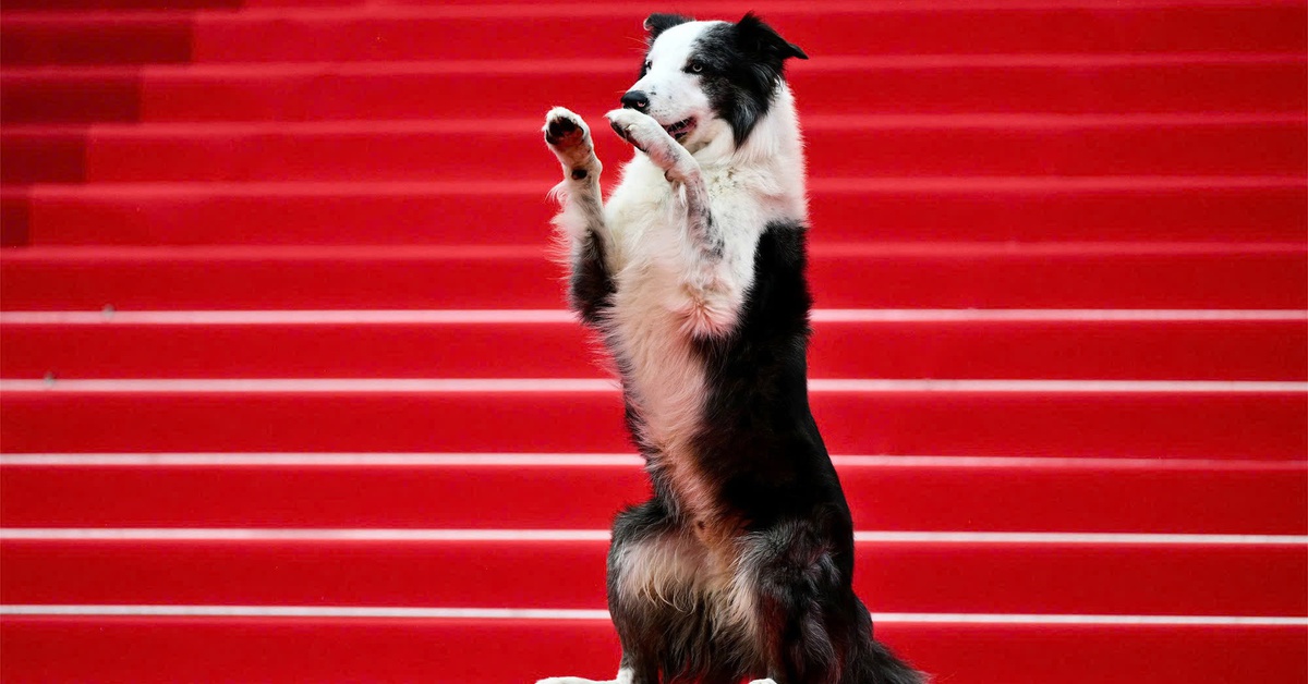 Giải Palm Dog kỷ niệm 25 năm tôn vinh các diễn viên bốn chân trên màn ảnh tại Cannes