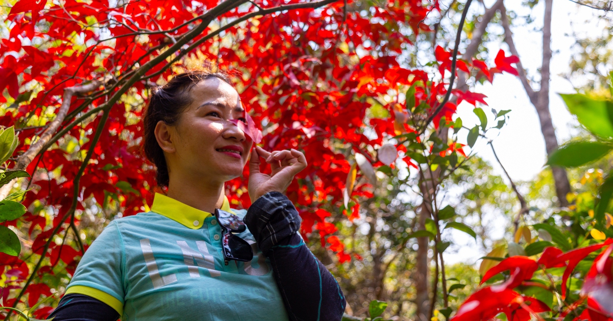 Sắp có tour ngắm đào chuông, rừng rêu ma mị trên 'nóc nhà' Quảng Trị