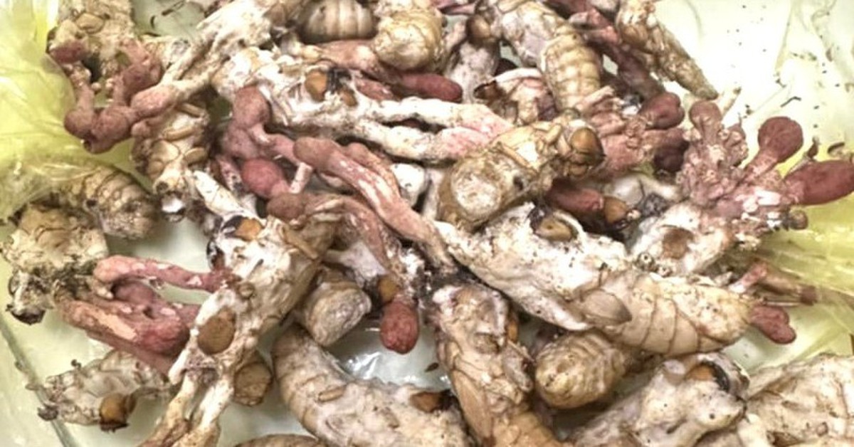 tuoitre.vn
