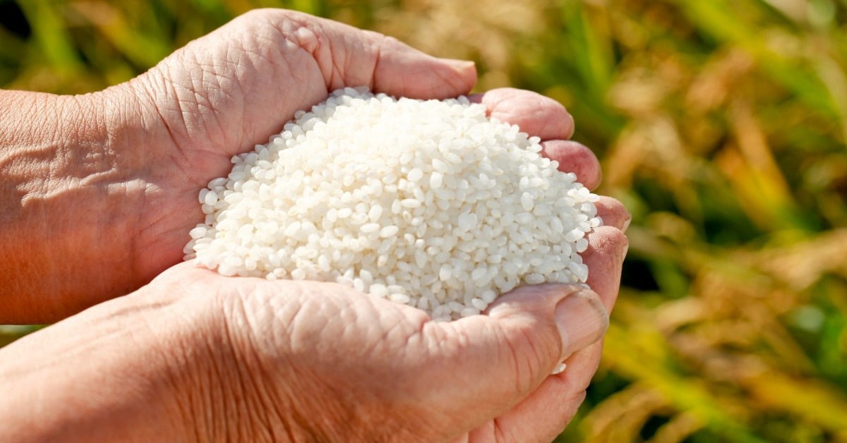 Giá trị dinh dưỡng của các loại gạo thế nào, chọn loại nào là tốt cho sức khỏe?