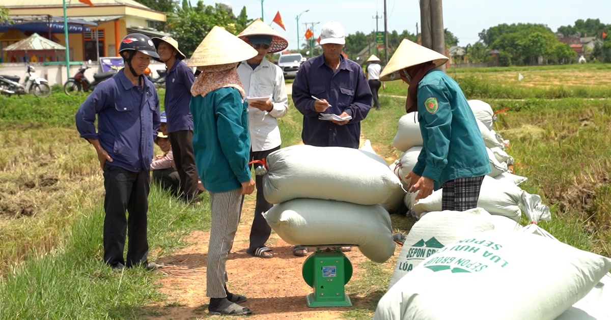 Liên kết sản xuất lúa hữu cơ bán ngay tại ruộng, nông dân lãi gấp 3