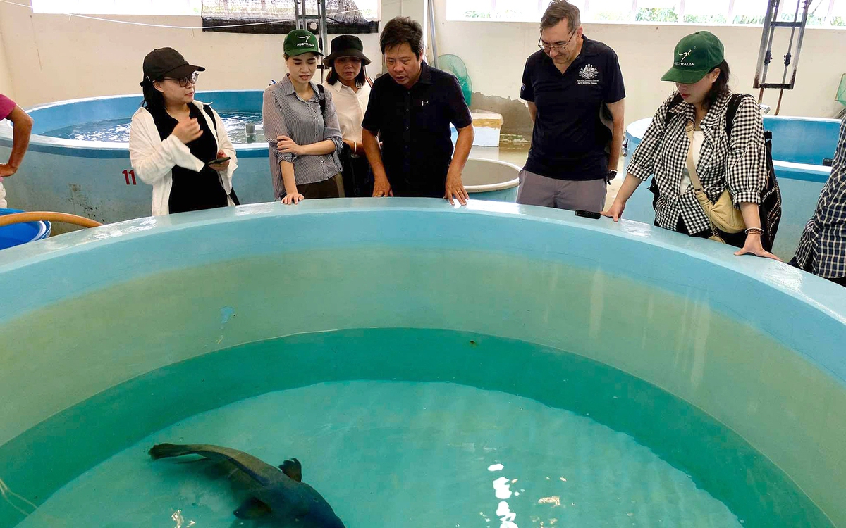 Trồng khoai mì, nuôi cá mú kiểu Úc