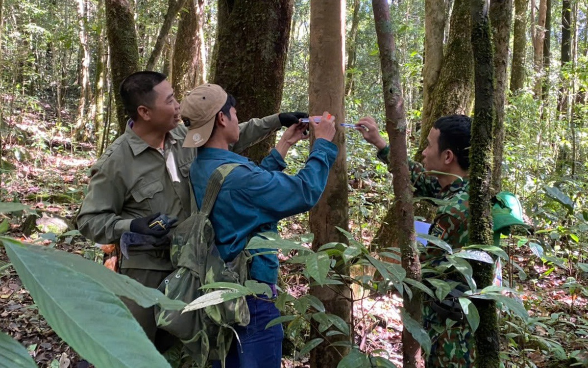 Phát hiện rừng chè cổ hàng trăm tuổi trên đỉnh Tà Đùng