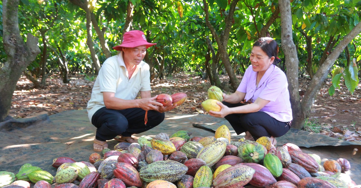 Giá ca cao tăng vọt, nông dân phấn khởi