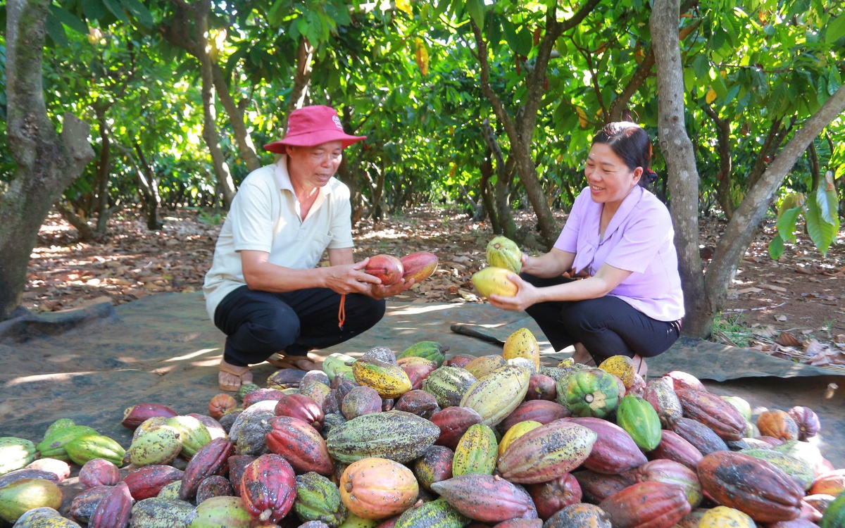 Giá ca cao tăng vọt, nông dân phấn khởi