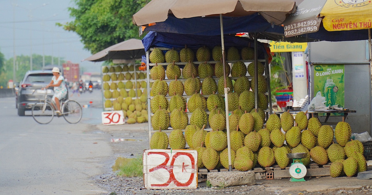 Sầu riêng miền Tây bán lề đường chỉ 30.000 đồng/kg