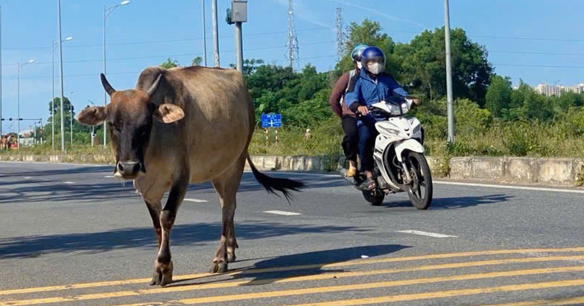 Bò thả rông, đuổi nhau phi băng băng giữa đường ở Đà Nẵng