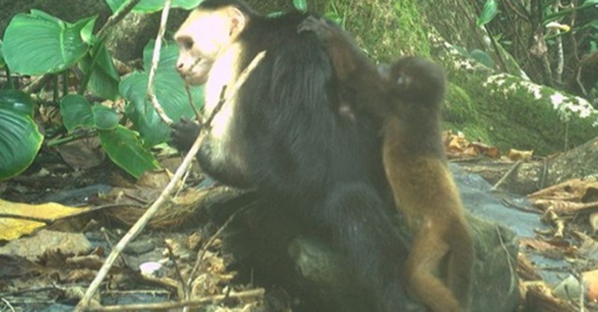 Loài khỉ thông minh bỗng thích bắt cóc con loài khỉ khác, chuyện gì xảy ra?