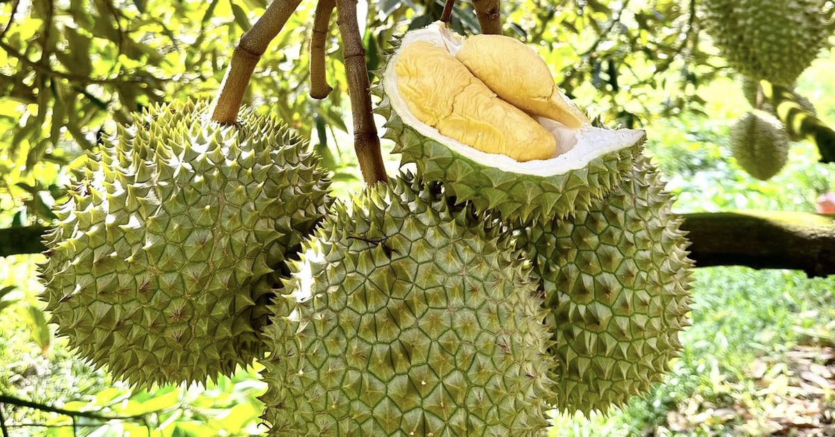 Phó thủ tướng yêu cầu xử lý thông tin liên quan đến trái sầu riêng