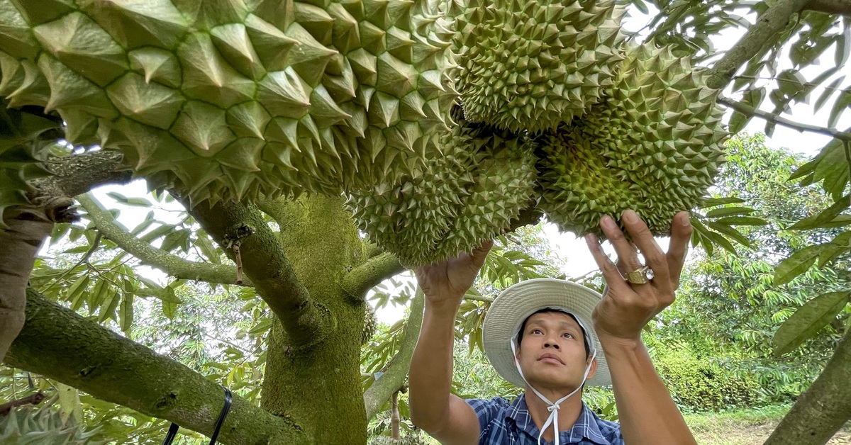 Bắt đầu đợt cao điểm kiểm tra chống hàng giả, hàng độc hại... thuộc mảng nông nghiệp