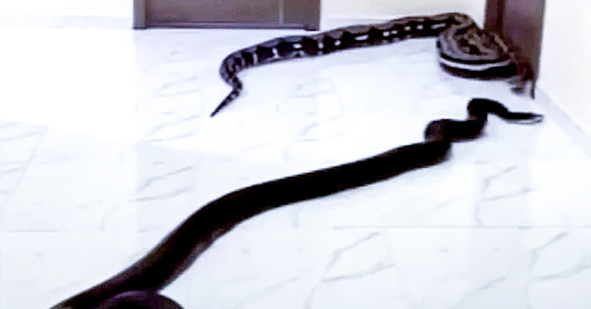 Thả 2 con rắn trong chung cư vì chó nhà hàng xóm sủa quá ồn