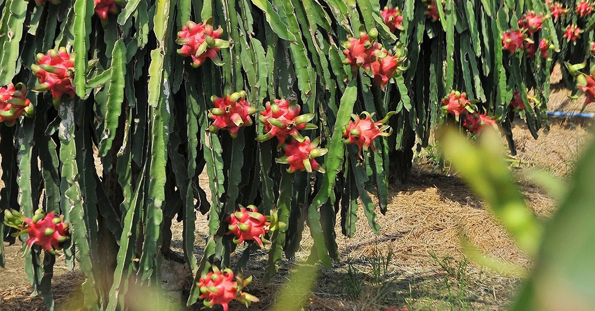Bắt đầu đợt cao điểm kiểm tra chống hàng giả, hàng độc hại... thuộc mảng nông nghiệp
