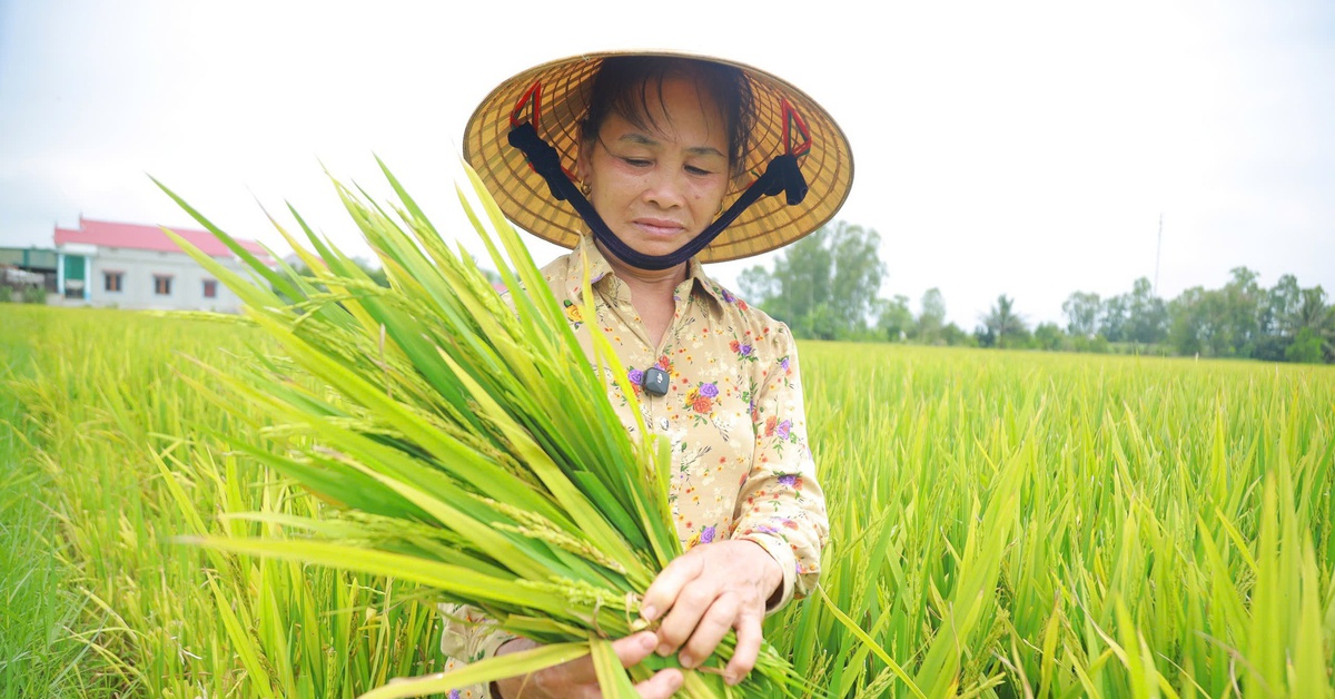 Hàng ngàn héc ta lúa ở Nghệ An lép hạt: 10 giống lúa ngoài cơ cấu