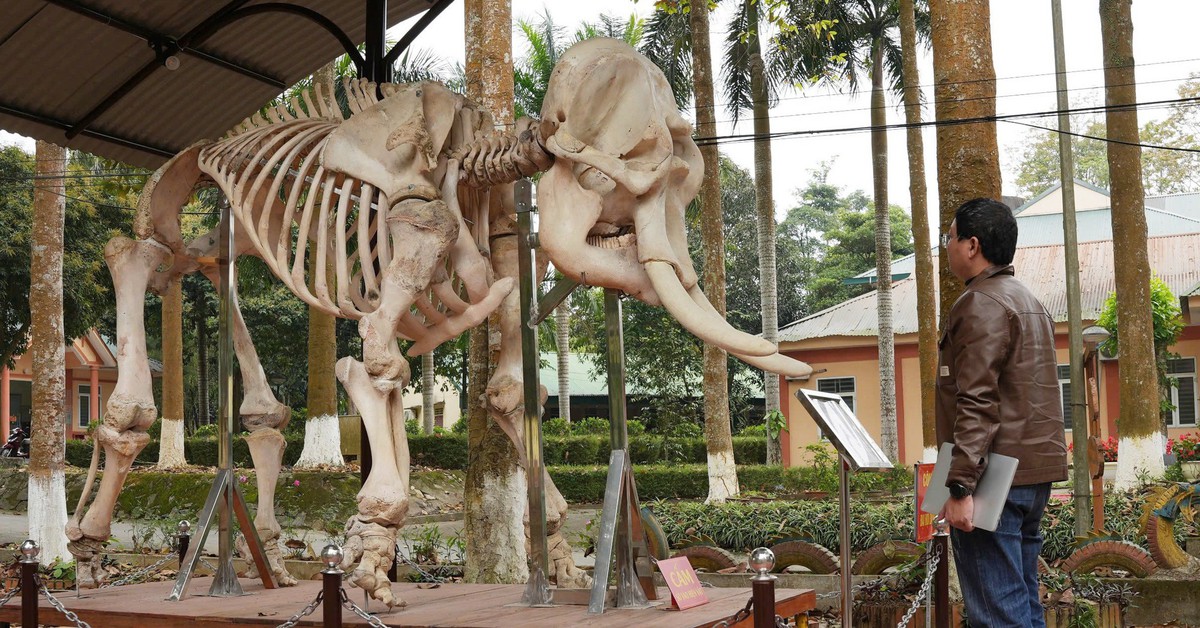 Trưng bày tiêu bản xương voi rừng tại Vườn quốc gia Pù Mát