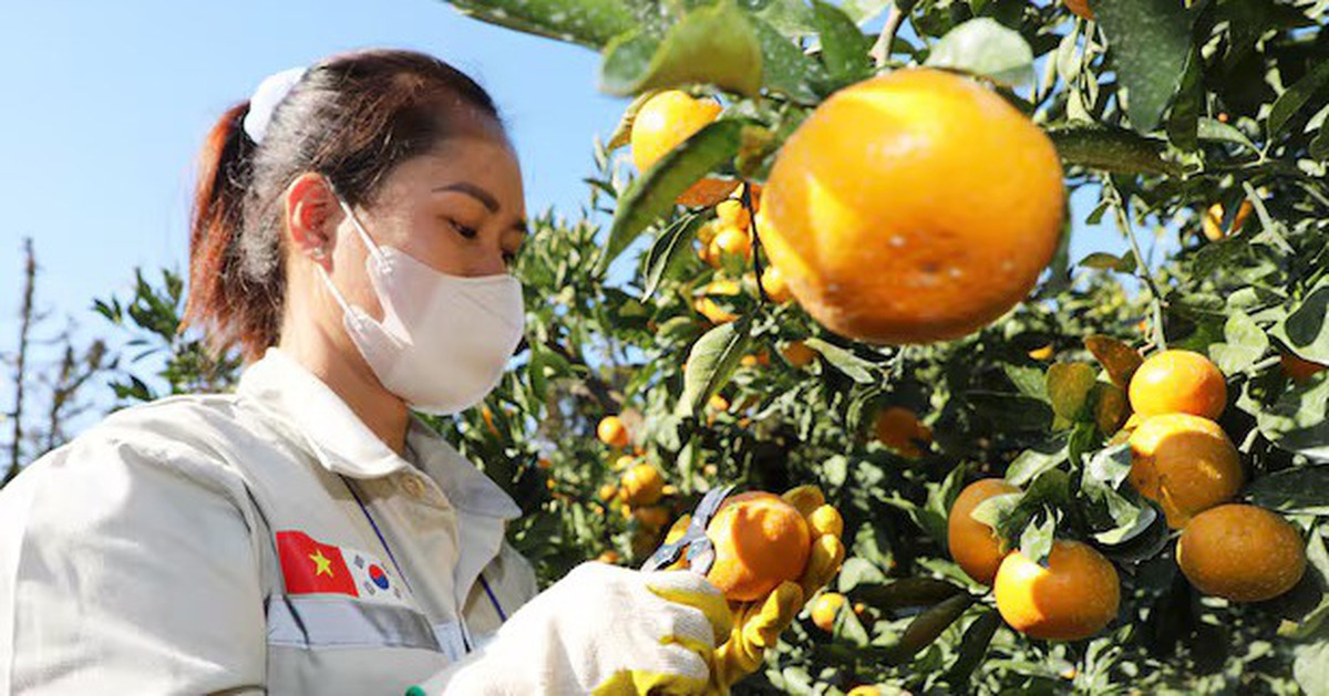 Nông dân Hàn Quốc ‘than trời’ vì thiếu lao động nước ngoài