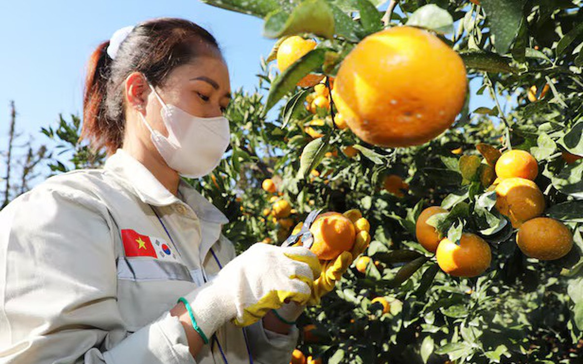 Nông dân Hàn Quốc ‘than trời’ vì thiếu lao động nước ngoài