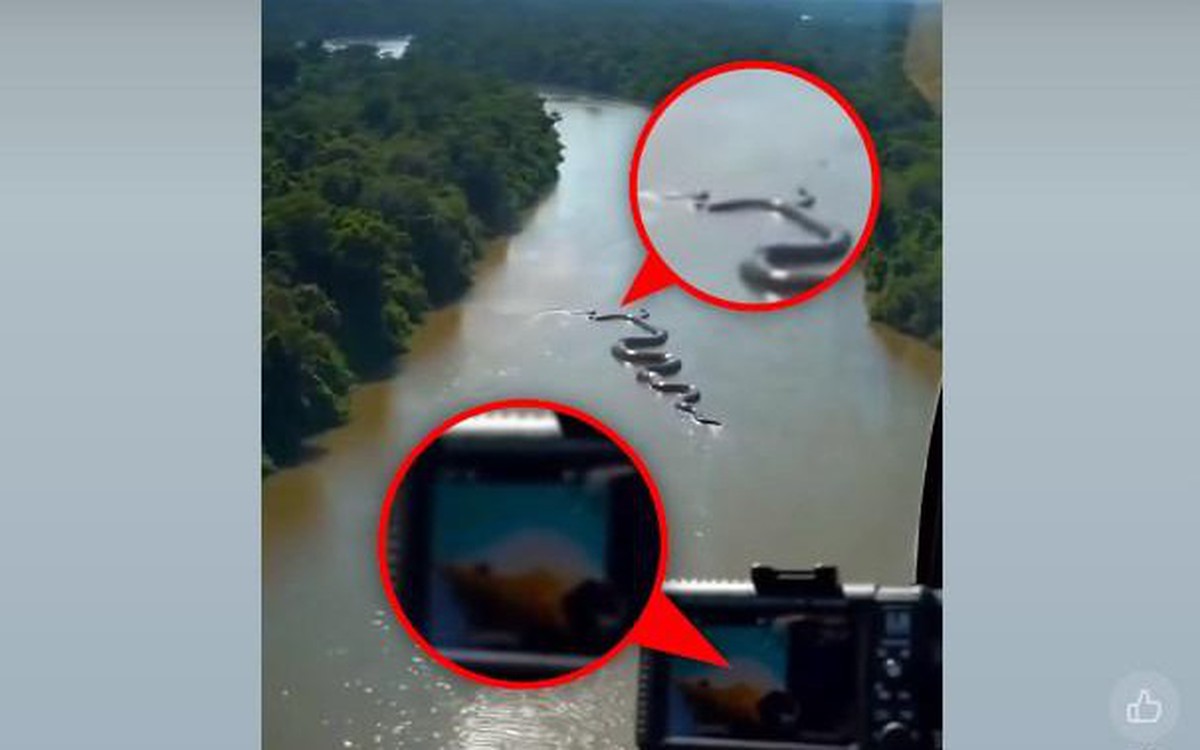 'Con trăn khổng lồ' bơi trên sông Amazon là không có thật