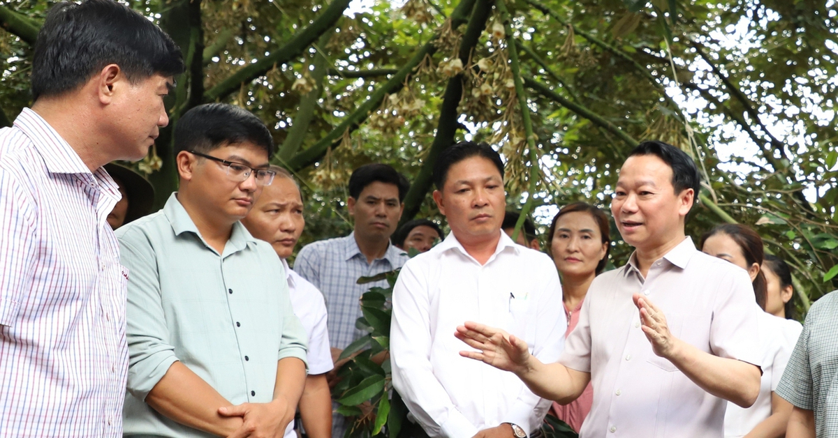 Xây dựng thương hiệu quốc gia cho sầu riêng: Kiểm soát tại vườn, kiểm nghiệm tại chỗ