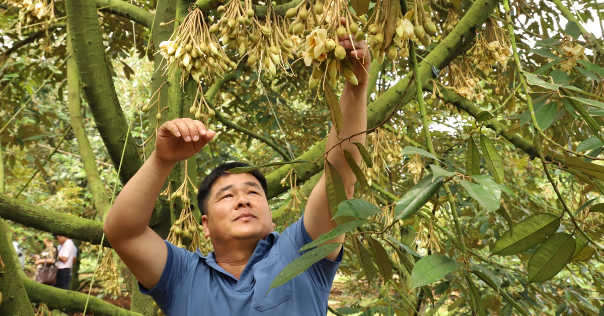 Phải kiểm soát chất lượng sầu riêng từ vườn đến từng công hàng xuất khẩu