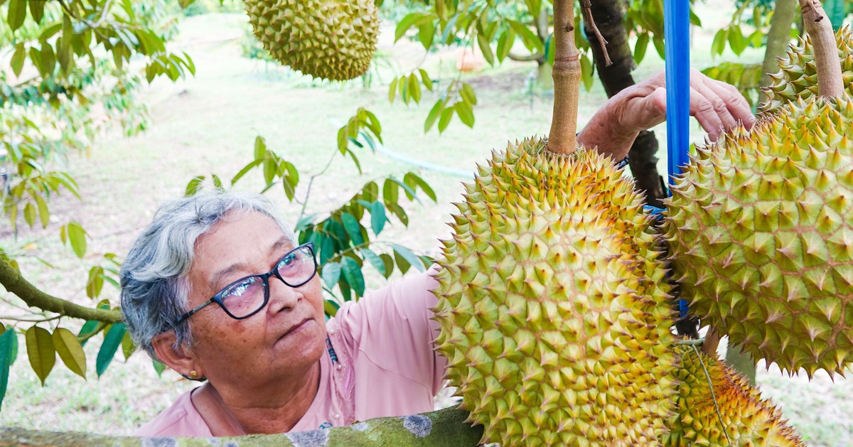 Sầu riêng trồng ở Phú Quốc giá cao ngất, đắt như tôm tươi