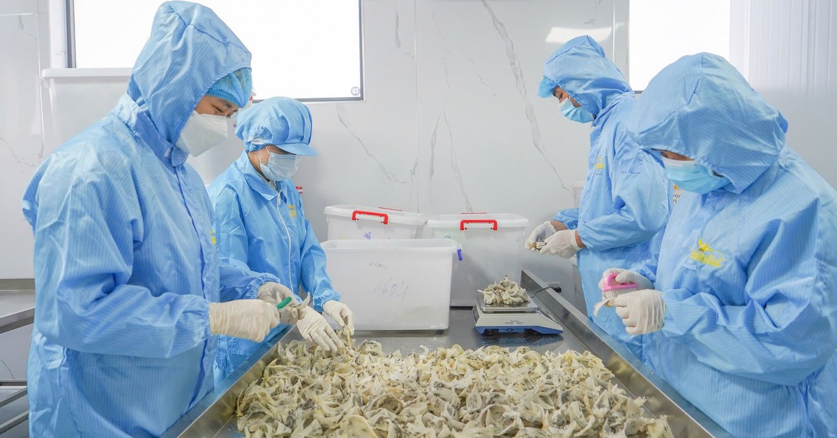 Cần đảm bảo chất lượng yến sào phục vụ người dân