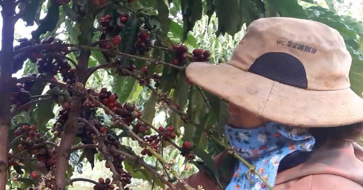 Sản lượng cà phê của Việt Nam đã đạt gần 2 triệu tấn