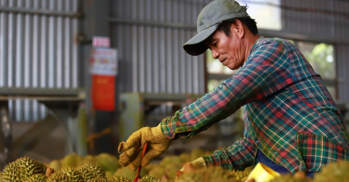 Đảm bảo chất lượng sầu riêng: Doanh nghiệp đề nghị siết chất lượng phân bón