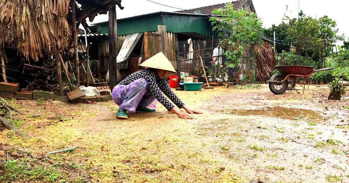 Cả vụ mùa bị trận lũ quá bất thường cuốn trôi trong đêm
