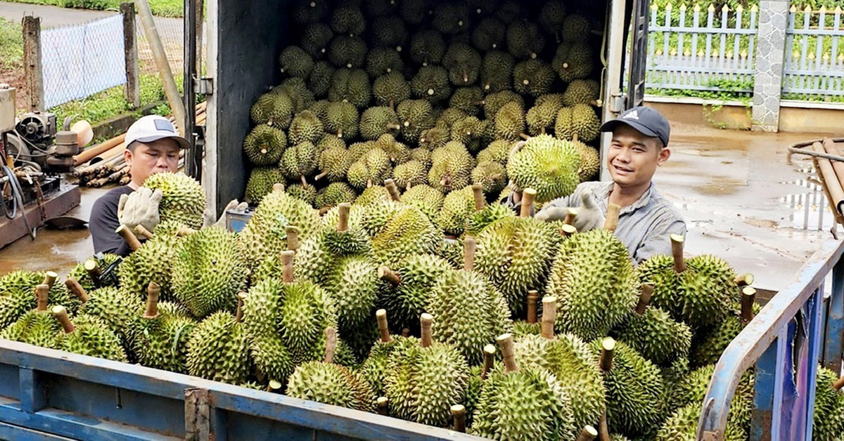 Vùng trồng sầu riêng Tây Nguyên sắp có phòng kiểm định Cadimi, vàng O ở Đắk Lắk?