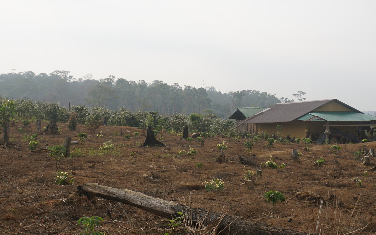 Nhóm phá rừng kêu thêm người đánh gãy xương sườn phó giám đốc công ty lâm nghiệp