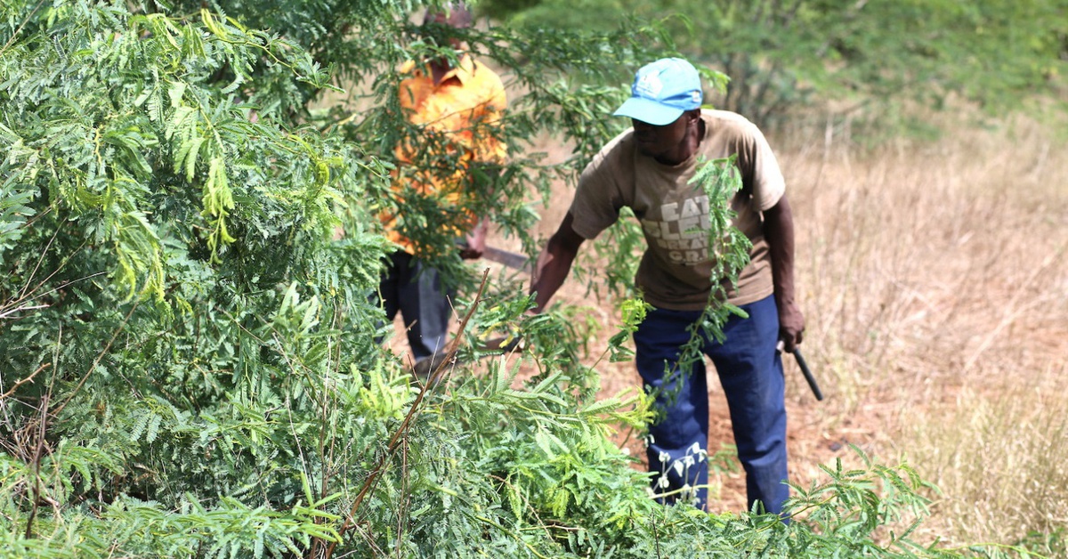 Cây chống sa mạc hóa biến thành hiểm họa sinh thái ở Kenya