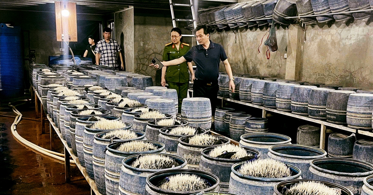 BOM TẤN! Giá Đỗ Lào Cai 'Dính Chất Hại', Hàng Ngàn Người Có Nguy Cơ?