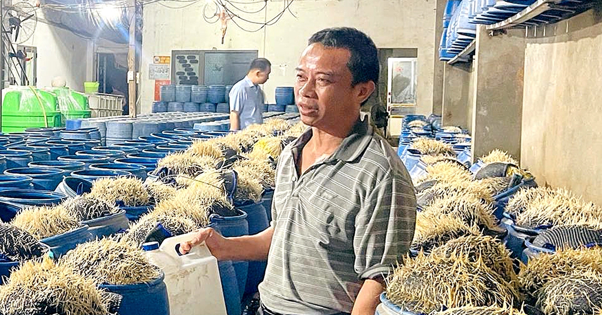 Lại phát hiện hàng trăm tấn giá đỗ được ủ bởi hóa chất có hại cho sức khỏe