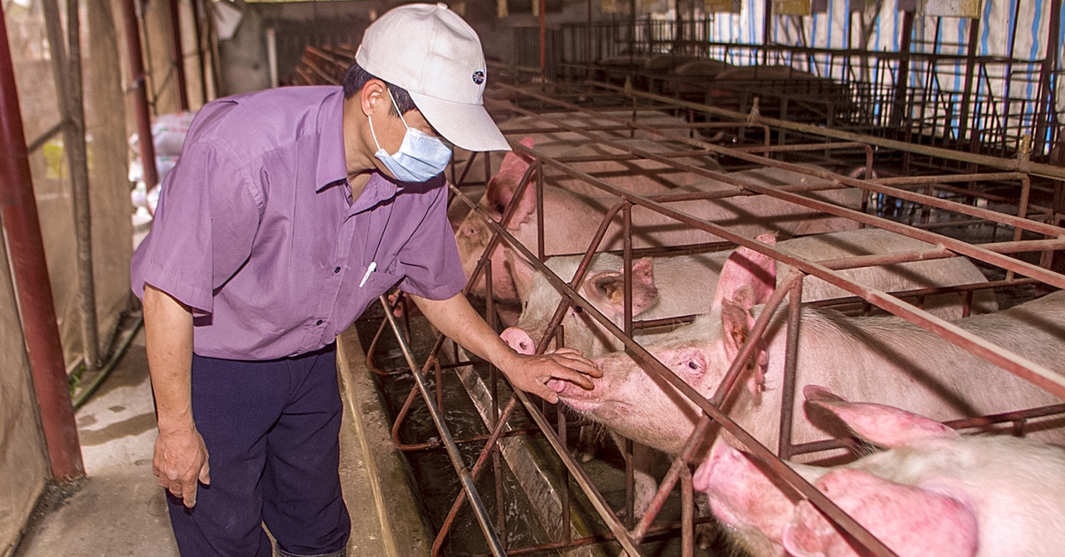Giá heo hơi miền Nam 'lên đỉnh', người nuôi bớt lo