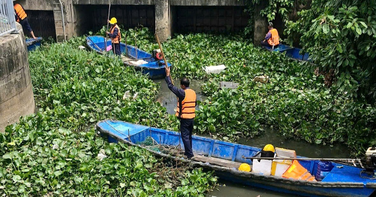 Lục bình phủ kín nhiều đoạn kênh Nhiêu Lộc, mỗi ngày vớt gần 9 tấn