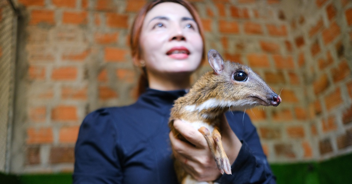 Lạ lùng nuôi cheo cheo quý hiếm dễ như nuôi heo