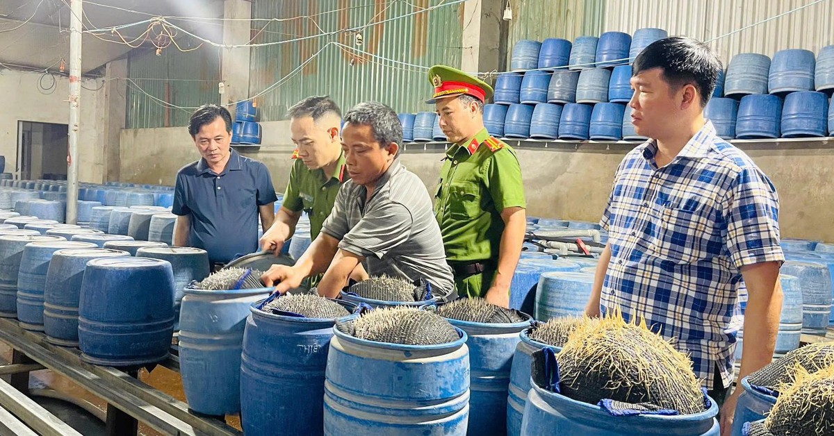 Sốc! Lào Cai Khởi Tố 3 Người Vì Vụ Ủ Giá Bằng Hóa Chất Độc Hại, Đe Dọa Sức Khỏe Cộng Đồng