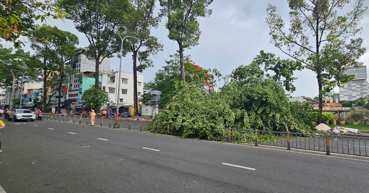 Cây xanh bật gốc ở đường Lê Hồng Phong, quận 10, một người bị thương