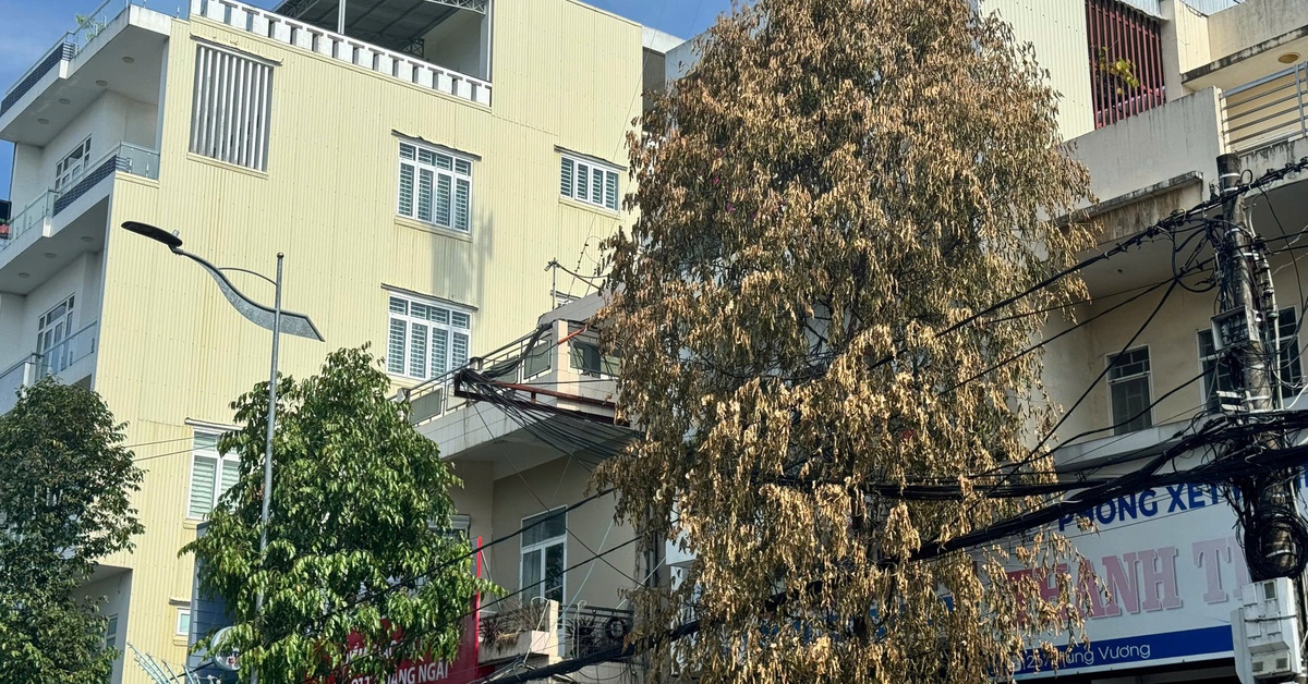 Cây xanh ở TP Quảng Ngãi chết bất thường, nghi bị bức tử bằng hóa chất
