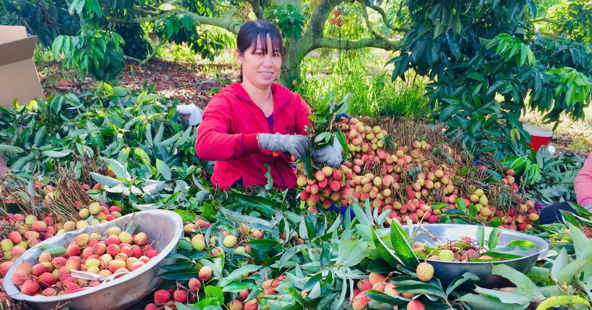Nông dân Đắk Lắk trúng tiền tỉ nhờ vải thiều chín sớm