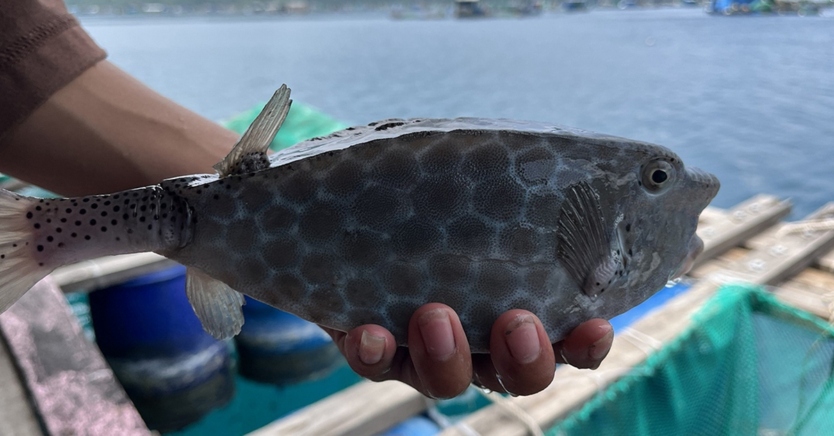 Sau vụ bè bán 1kg cá bò hòm 3,5 triệu đồng: Tổng kiểm tra toàn bộ bè nổi trên vịnh Nha Trang
