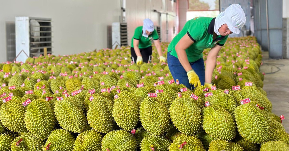 Sầu riêng xuất khẩu sang Trung Quốc giảm sâu, Bộ trưởng Đỗ Đức Duy chỉ đạo loạt giải pháp