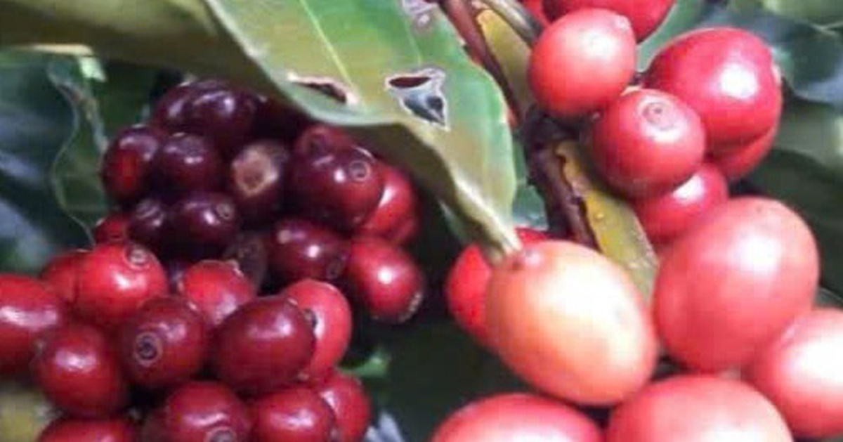 Giá cà phê đồng loạt tăng trong nước và thế giới