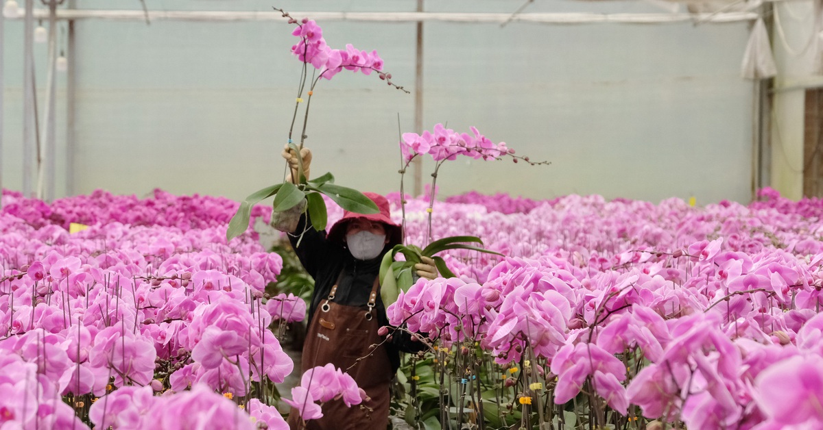 Đầu tư công nghệ chọn tạo giống để ngành hoa Việt Nam phát triển như Hà Lan