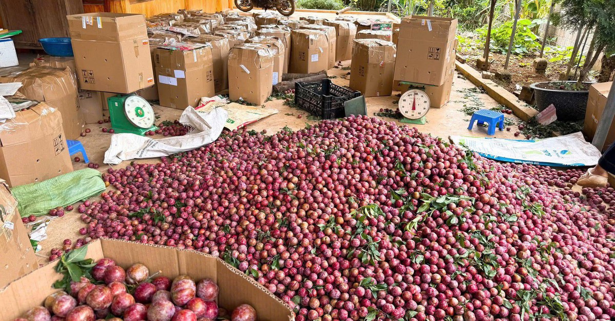 Mận hậu Mộc Châu giá 2.000 đồng/kg, vắng bóng người mua, cần giải cứu?