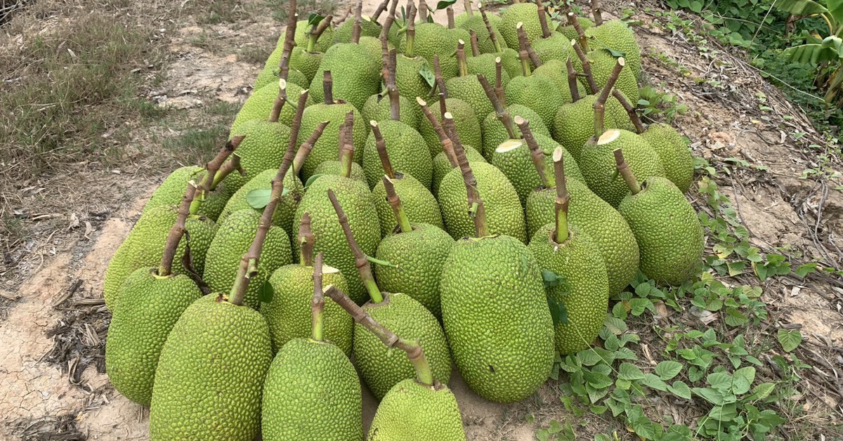 Mít Thái, ổi, xoài đồng giá 1.000 đồng/kg