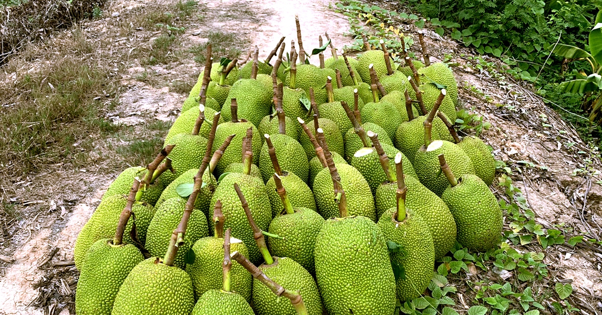 Mít Thái, ổi, xoài đồng giá 1.000 đồng/kg