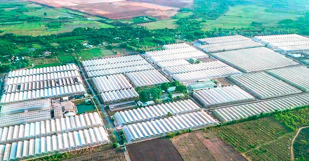 WinEco nâng chất lượng giá đỗ Việt nhờ công nghệ và kiểm soát quy trình