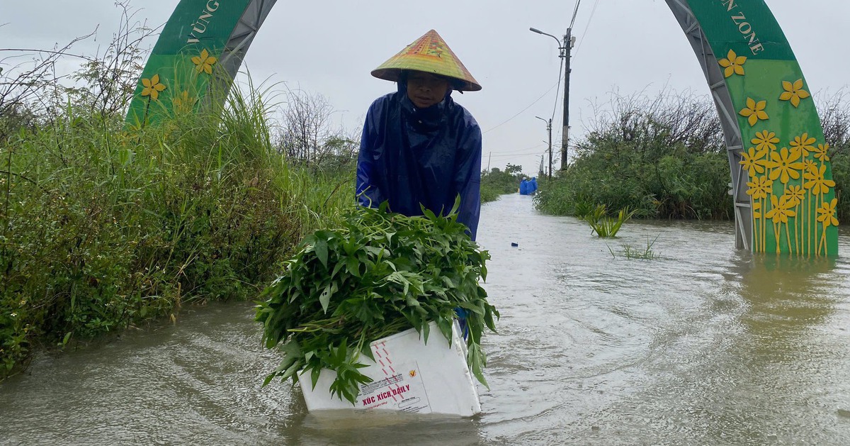 Làng rau ở Đà Nẵng ngập sâu, nông dân xót xa vớt vát từng cọng rau